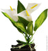Aqua One Plastic Plant Calla Lily W Log Base Sm (28184)