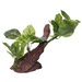 Aqua One Ornament Driftwood With Variegated Pothos 33x15x26cmh (37004)
