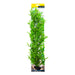 Aqua One Ecoscape Xxlarge Hygrophilia (28248)