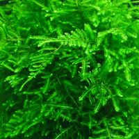 Aqua Natural Plant Pod Peacock Moss Small