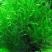 Aqua Natural Plant Pod Live Willow Moss Large