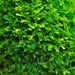 Aqua Natural Plant Pod Shrimp Moss (subwasser) Large
