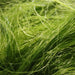 Aqua Natural Plant Pod Live Angel Hair Seaweed