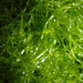 Aqua Natural Plant Pod Live Sea Lettuce Seaweed