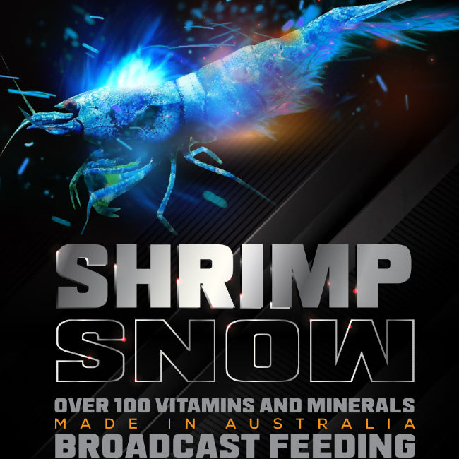 Sas Shrimp Snow 50g