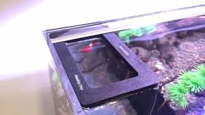 Dymax Feeding Tray - Large - IWAquariums