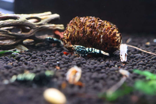 Taiwan Bee Shrimp - Black Galaxy Pinto - IWAquariums