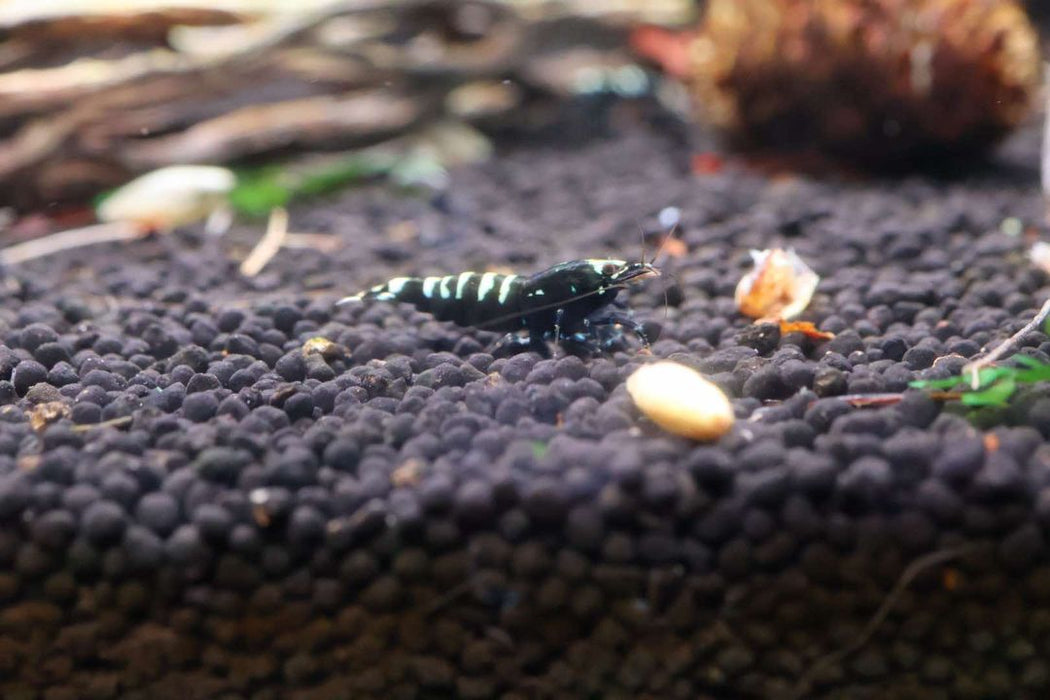 Taiwan Bee Shrimp - Black Galaxy Pinto - IWAquariums