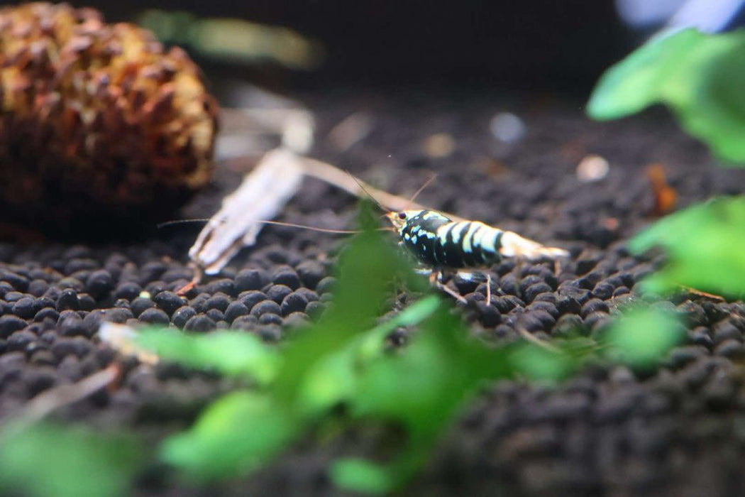 Taiwan Bee Shrimp - Black Galaxy Pinto - IWAquariums