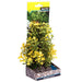 Aqua One Ecoscape Japanese Box Yellow 20cm (28379) - IWAquariums