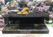 Flipper Magnetic Frag Station Rack Black - IWAquariums